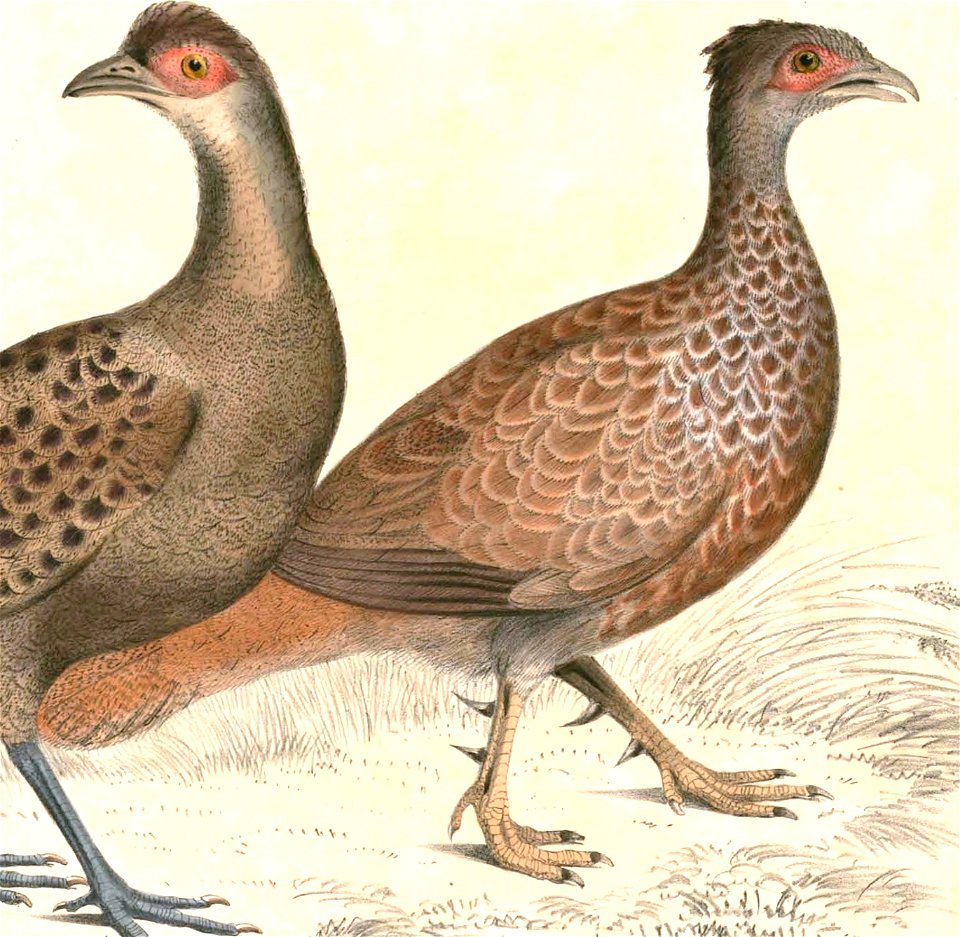 Galloperdix spadicea Hardwicke