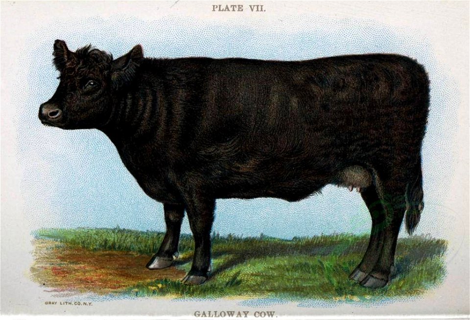 GALLOWAY COW (mammals)