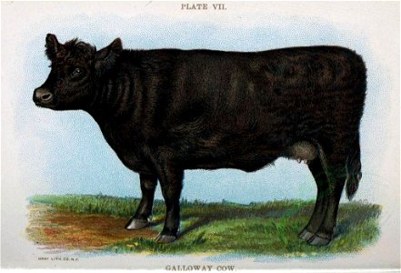 GALLOWAY COW (mammals). Free illustration for personal and commercial use.