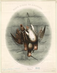 Game birds of America. Snipe (Scolopax Wilsonii) - H.M. Clay 1861. LCCN2012647355