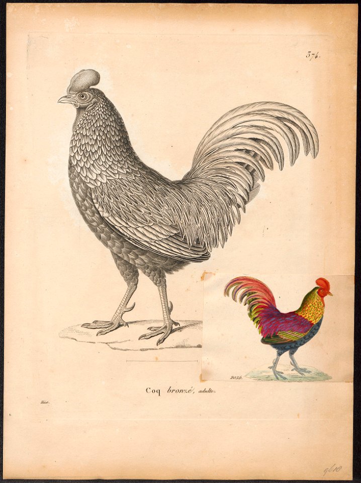 Gallus aeneus - 1700-1880 - Print - Iconographia Zoologica - Special Collections University of Amsterdam - UBA01 IZ17000007