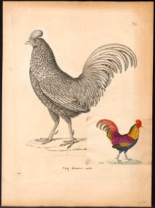 Gallus aeneus - 1700-1880 - Print - Iconographia Zoologica - Special Collections University of Amsterdam - UBA01 IZ17000007