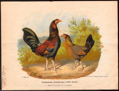 Gallus ferrugineus - 1881 - Print - Iconographia Zoologica - Special Collections University of Amsterdam - UBA01 IZ17000218
