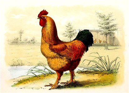 Gallus gallus domesticus - Vale Cochinchina-Haan 1869
