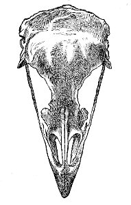Gallus gallus domesticus skull 1881