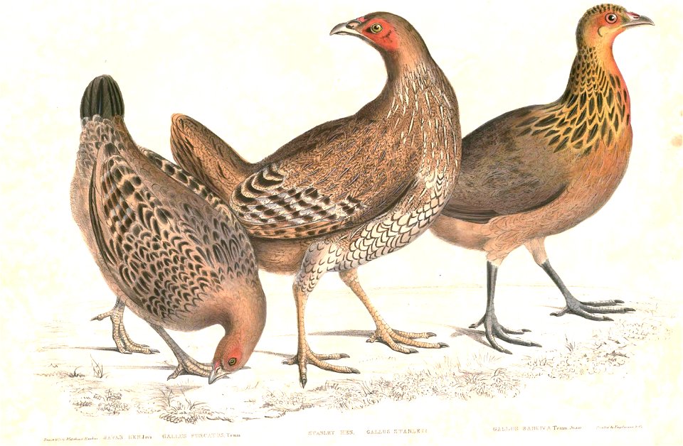 Gallus gallus, G. lafayetii & G. varius Hardwicke