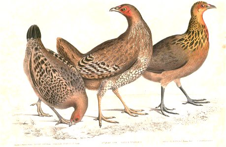 Gallus gallus, G. lafayetii & G. varius Hardwicke