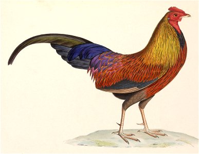 Gallus lafayetii 1849. Free illustration for personal and commercial use.