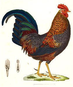 Gallus sonneratii 1838