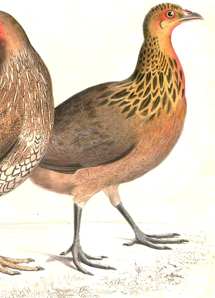 Gallus varius Hardwicke