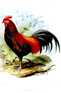 GallusTemminckiiWolf