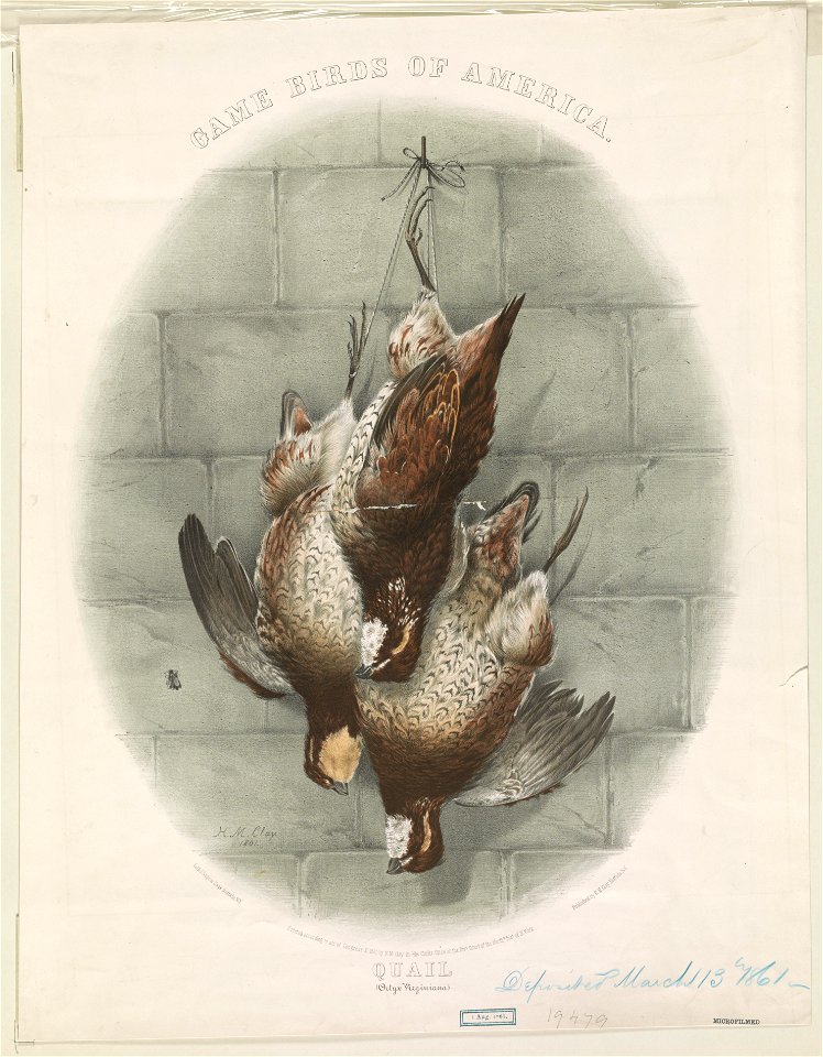 Game birds of America. Quail (Ortyx Virginiana) - H.M. Clay 1861. LCCN2012647354