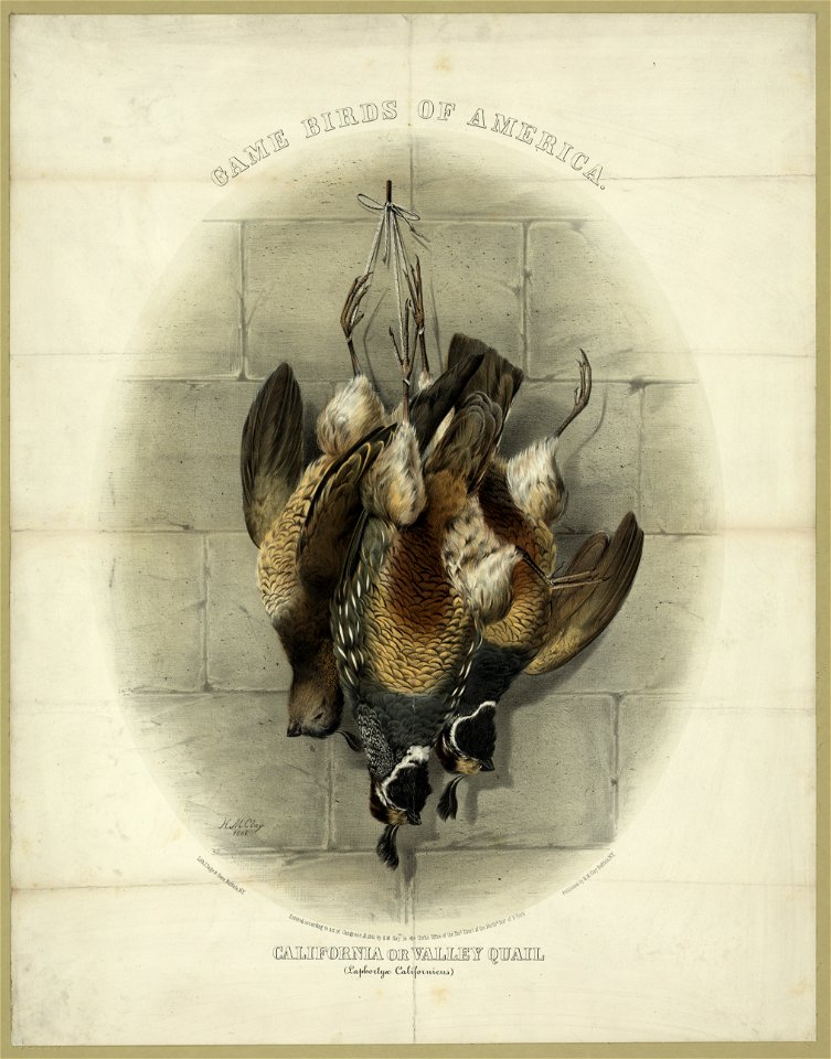 Game birds of America. California or Valley Quail (Laphortyx Californicus) - H.M. Clay 1861. LCCN2012647356