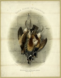 Game birds of America. California or Valley Quail (Laphortyx Californicus) - H.M. Clay 1861. LCCN2012647356