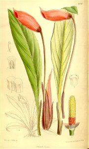 Gamogyne pulchra 136-8330