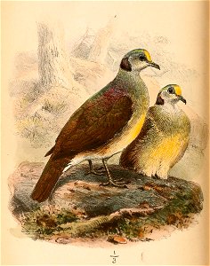 Gallicolumba tristigmata 1865
