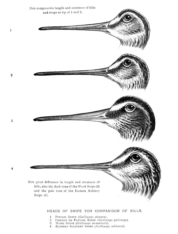 Gamebirdsofindia02bake 0111. Free illustration for personal and commercial use.