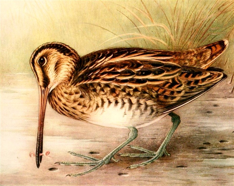 Gallinago gallinago 1921