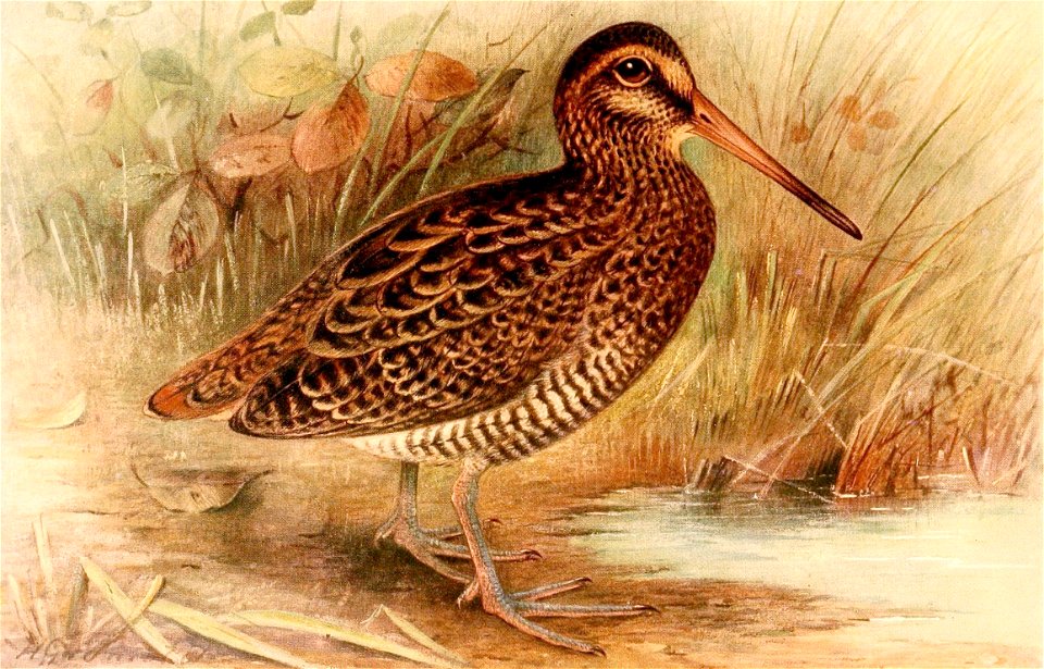 Gallinago nemoricola 1921