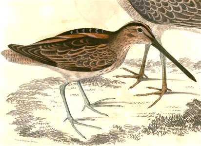 Gallinago stenura Hardwicke