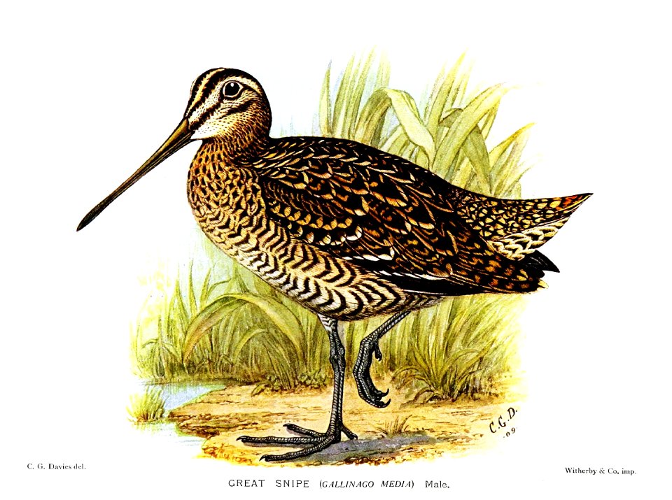 GallinagoMediaDavies
