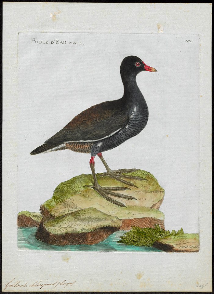 Gallinula chloropus - 1790-1796 - Print - Iconographia Zoologica - Special Collections University of Amsterdam - UBA01 IZ17500193
