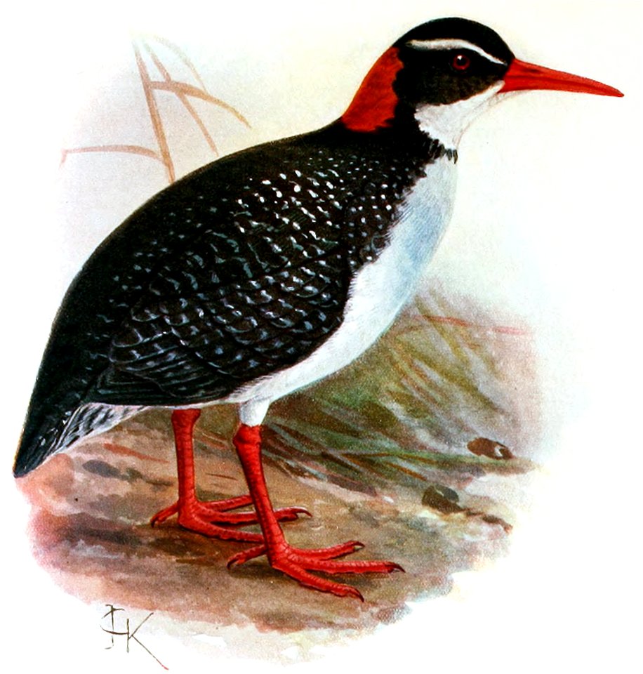 Gallirallus.pacificus