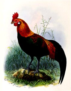 Gallus gallus bankiva 1876