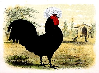 Gallus gallus domesticus - Zwarte Poolsche Haan 1869