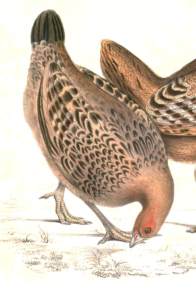 Gallus gallus Hardwicke