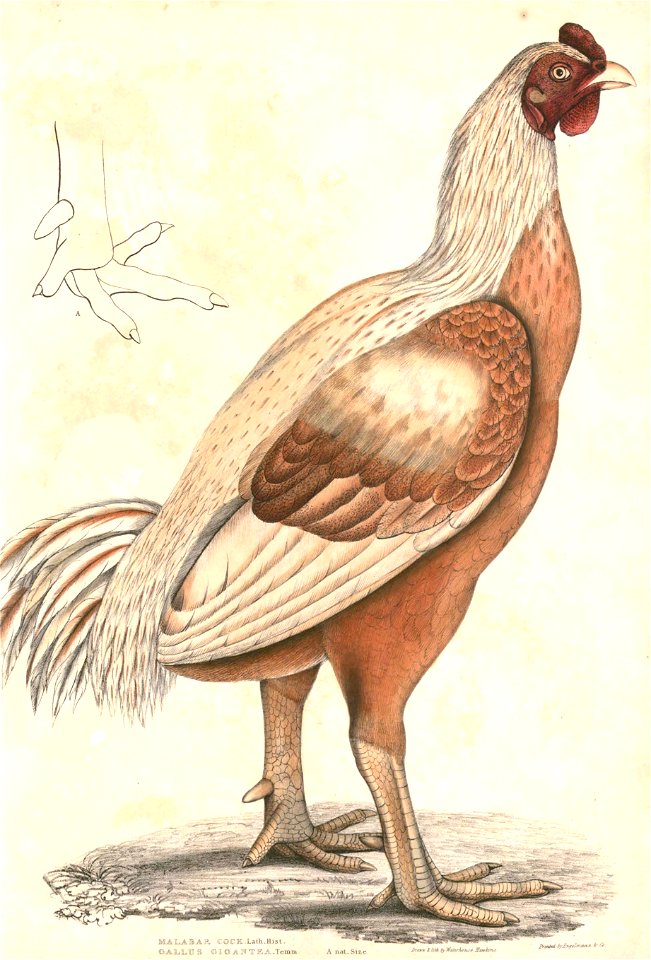 Gallus giganteus male Hardwicke