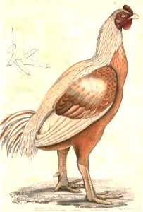 Gallus giganteus male Hardwicke