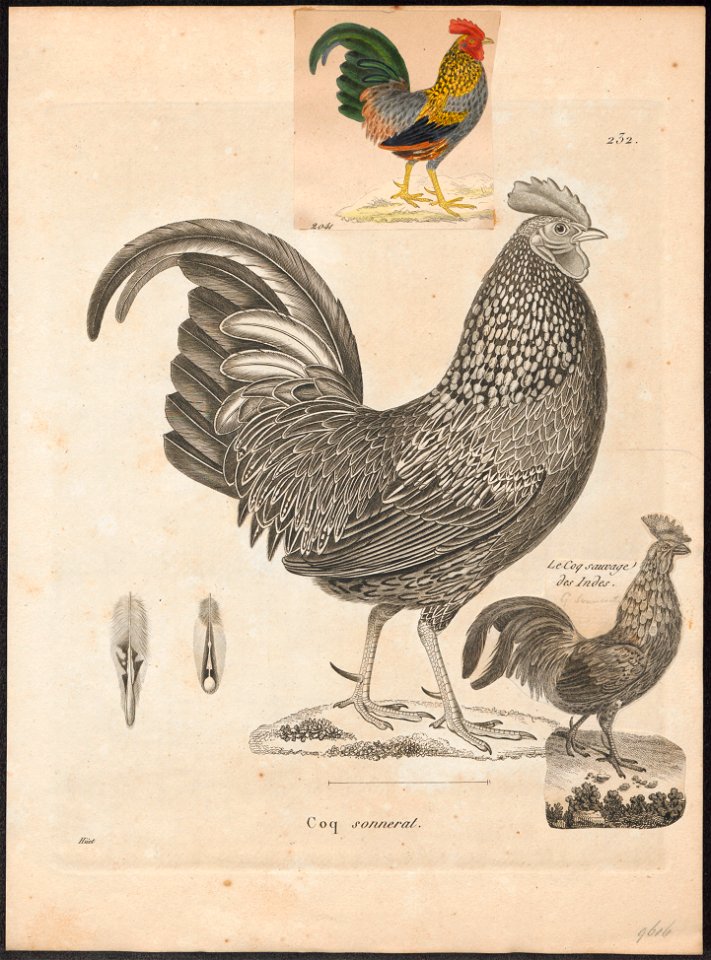 Gallus sonneratii - 1700-1880 - Print - Iconographia Zoologica - Special Collections University of Amsterdam - UBA01 IZ17000019