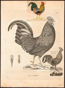 Gallus sonneratii - 1700-1880 - Print - Iconographia Zoologica - Special Collections University of Amsterdam - UBA01 IZ17000019