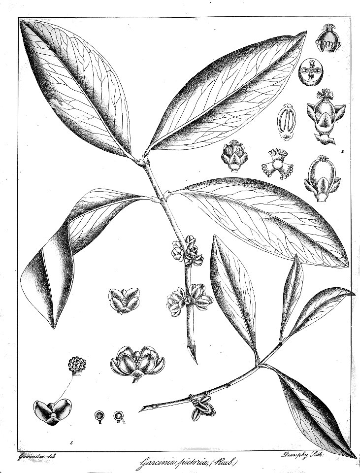 Garcinia pictoria Govindoo