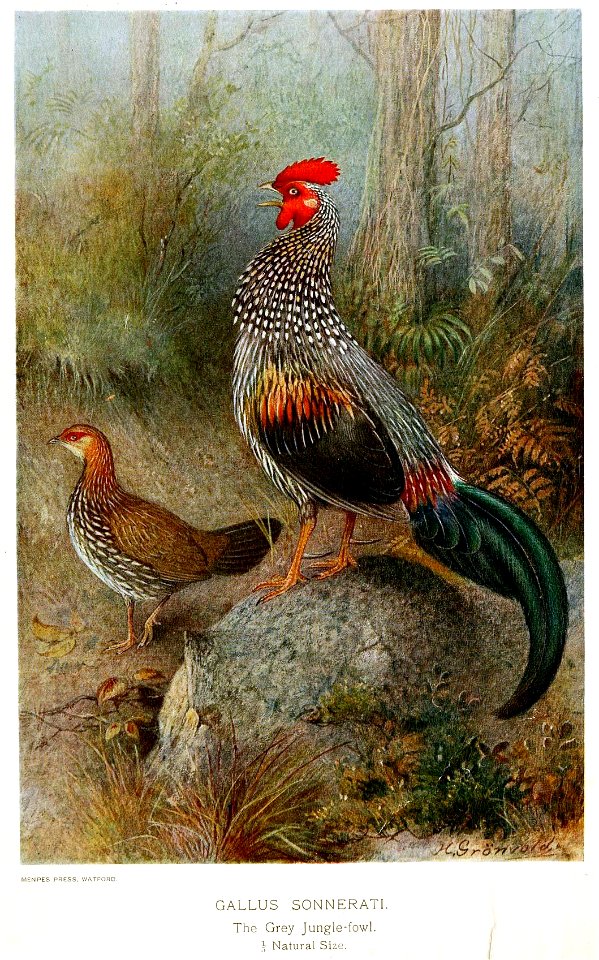 Gallus sonneratii Gronvold