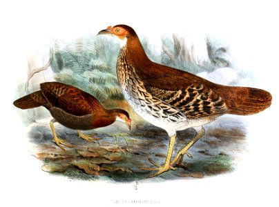 GallusLafayetiiFemale