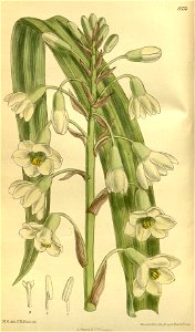 Galtonia princeps 140-8533