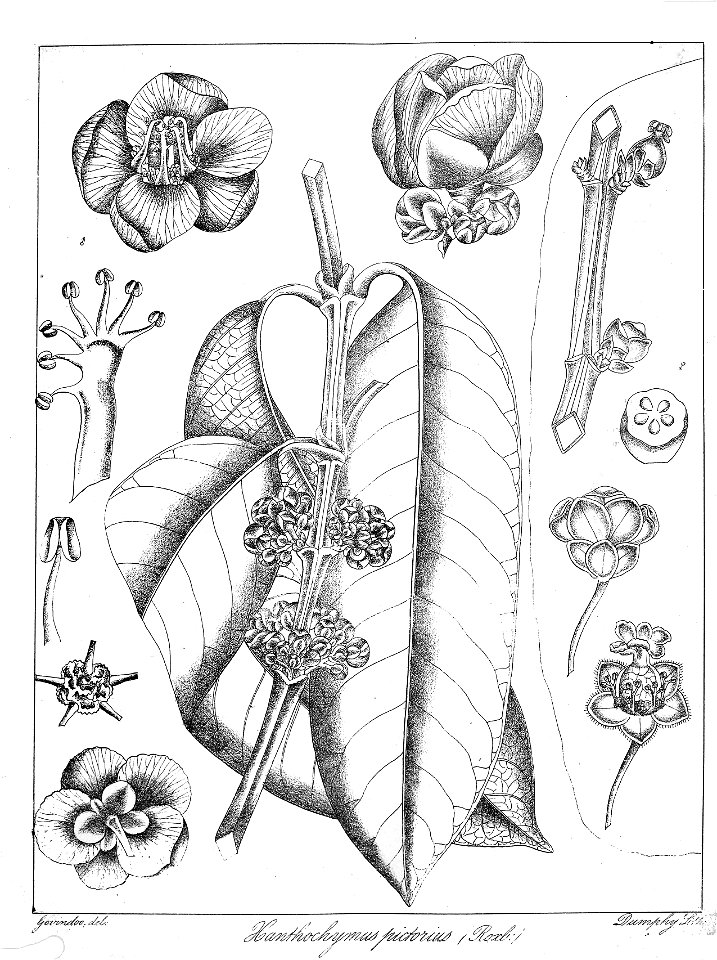 Garcinia xanthochymus Govindoo