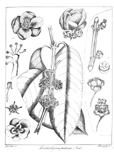 Garcinia xanthochymus Govindoo