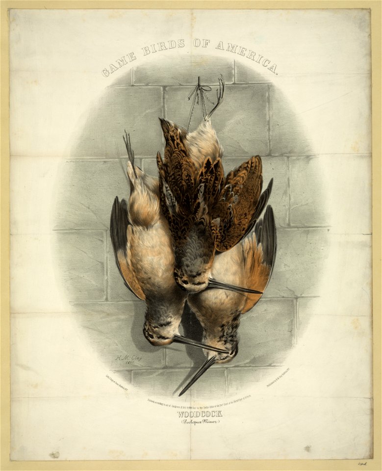 Game birds of America. Woodcock (Scolopax Minor) - H.M. Clay 1861. LCCN2012647357