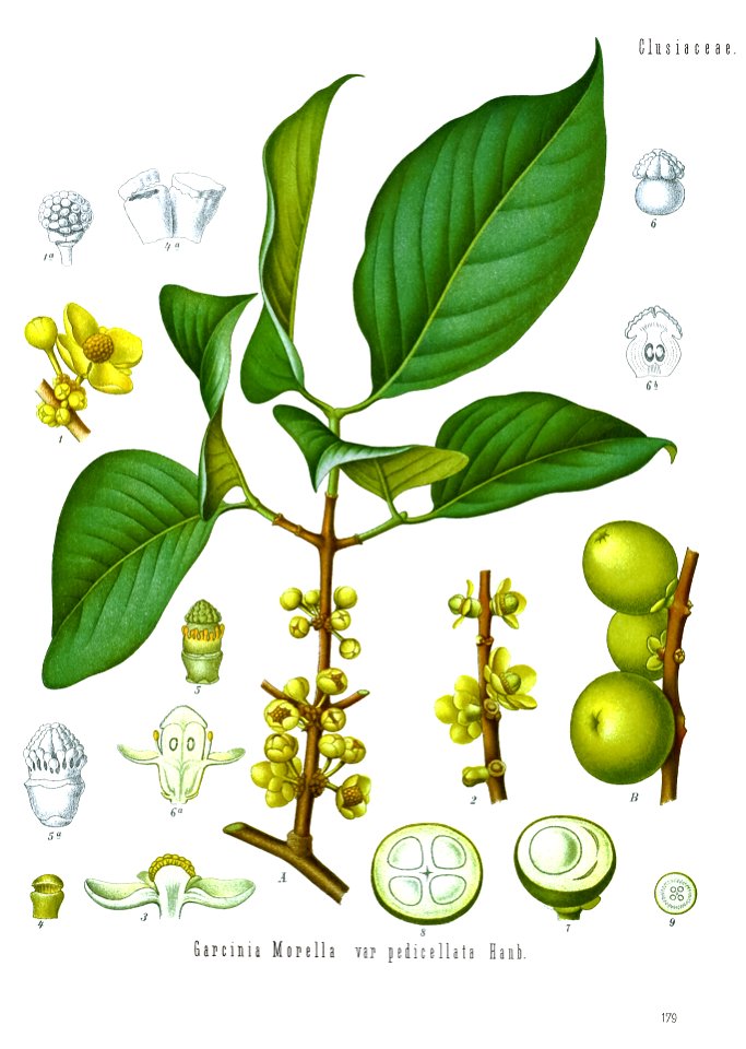 Garcinia morella - Köhler–s Medizinal-Pflanzen-063