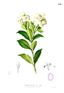 Gardenia jasminoides Blanco1.154