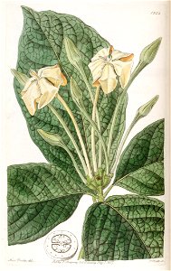 Gardenia pannea Bot. Reg. 23. 1952. 1837