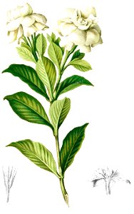 Gardenia jasminoides Blanco1.154-cropped