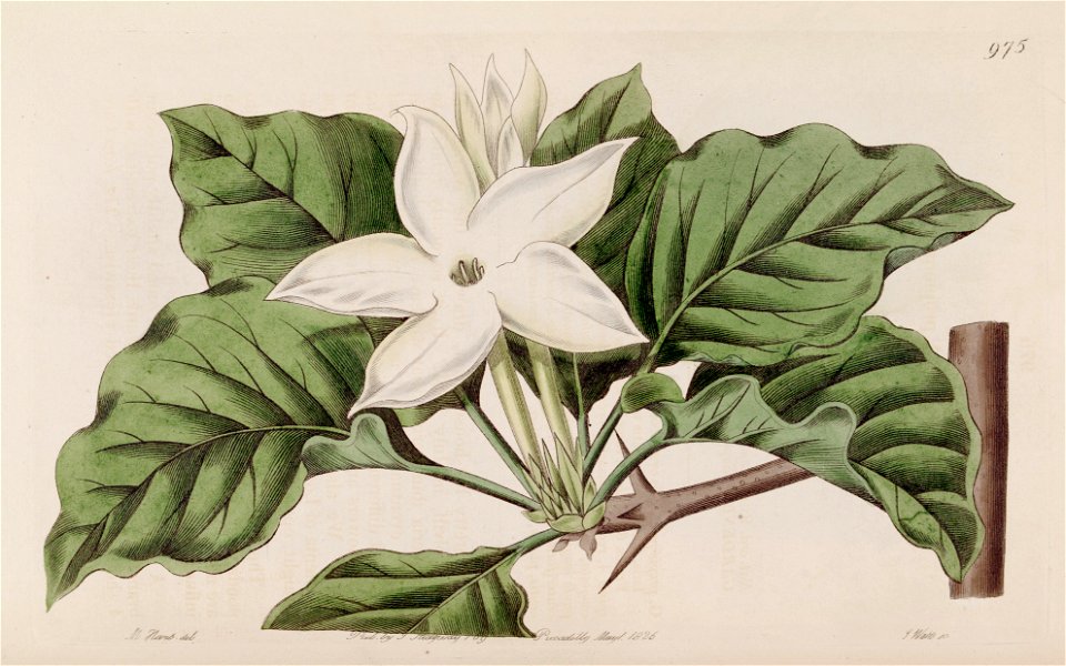 Gardenia propinqua Bot. Reg. 12. 975. 1826