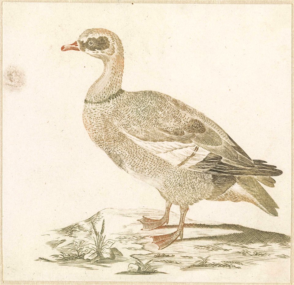 Gans