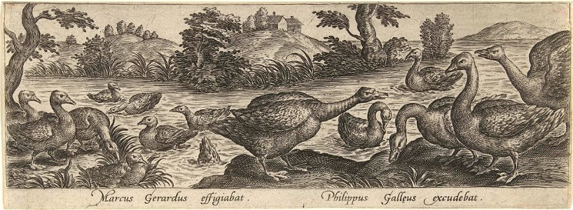 Ganzen en eenden