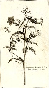 Garidel Pierre - P21 - Campanule