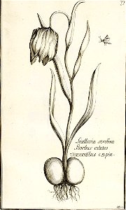 Garidel Pierre - P39 - Fritillaire